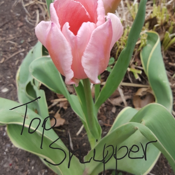 Meet your Posher Ambassador, Top Rated Seller - Picture 2 of 3